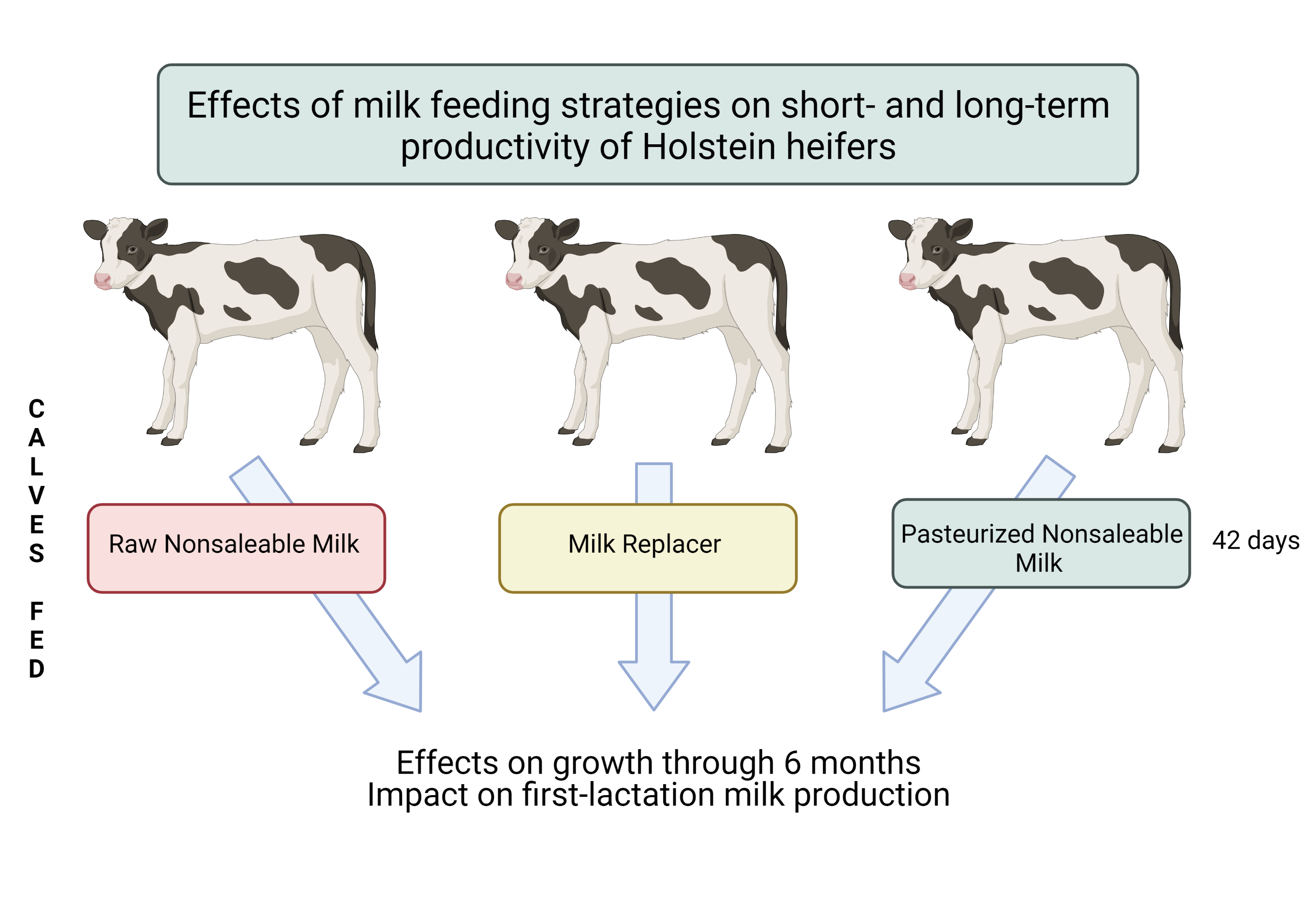 Calf feeding copy